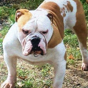 Meet your Posher, Mickey